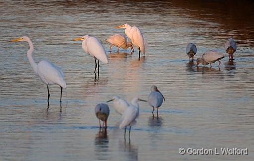 Sunstruck Egret At Daybreak_35913.jpg - Egrets and Ibises looking for breakfastPhotographed along the Gulf coast near Port Lavaca, Texas, USA.